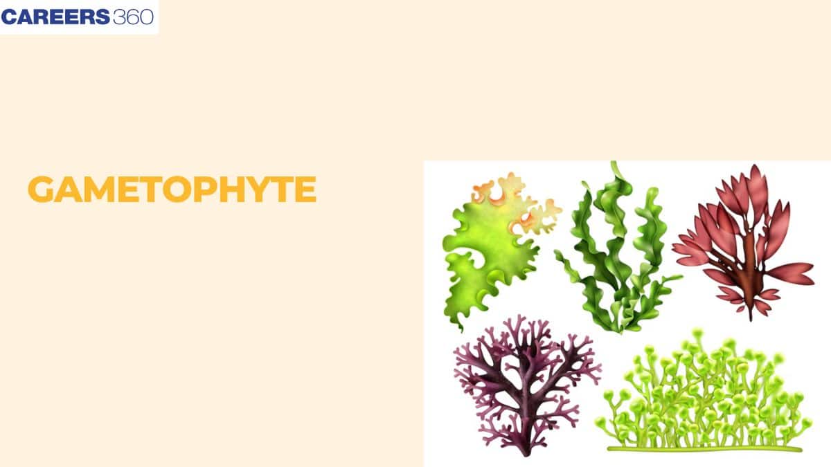 Gametophyte: Definition, Structure, Formation, Types, Functions, Description, Characteristics